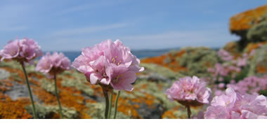 wildlife-in-devon-and-cornwall